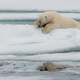 Imagen para el artículo titulado Aquí están por fin las fotos de animales más cómicas de 2020